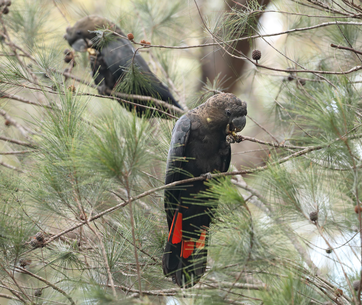 Glossy Black-Cockatoo (Image ID 29886)