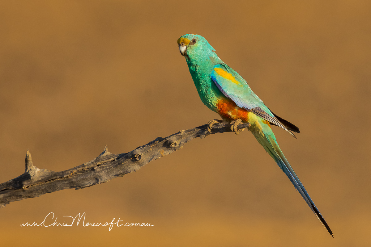 Mulga Parrot (Image ID 29994)