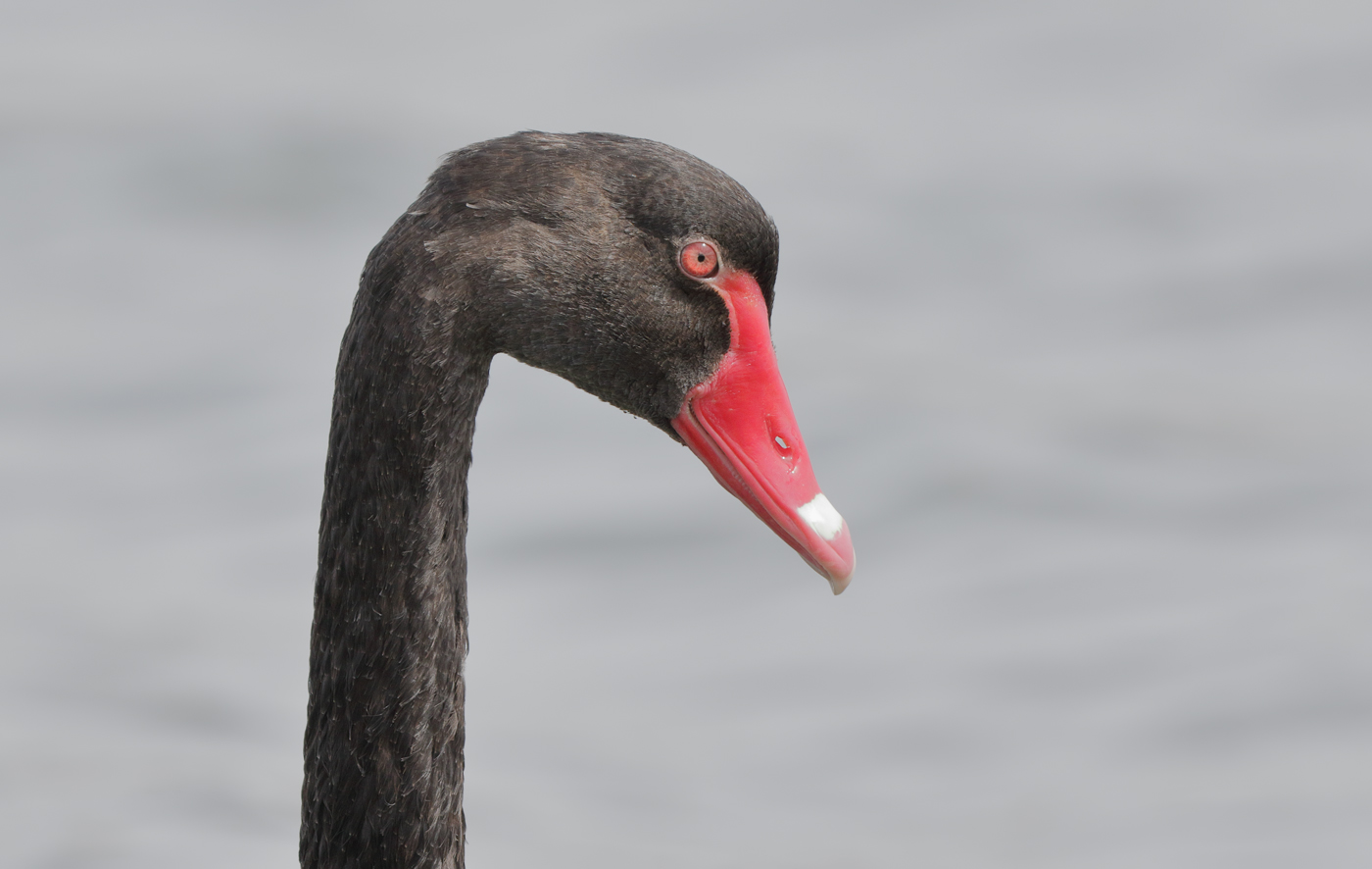 Black Swan (Image ID 29970)