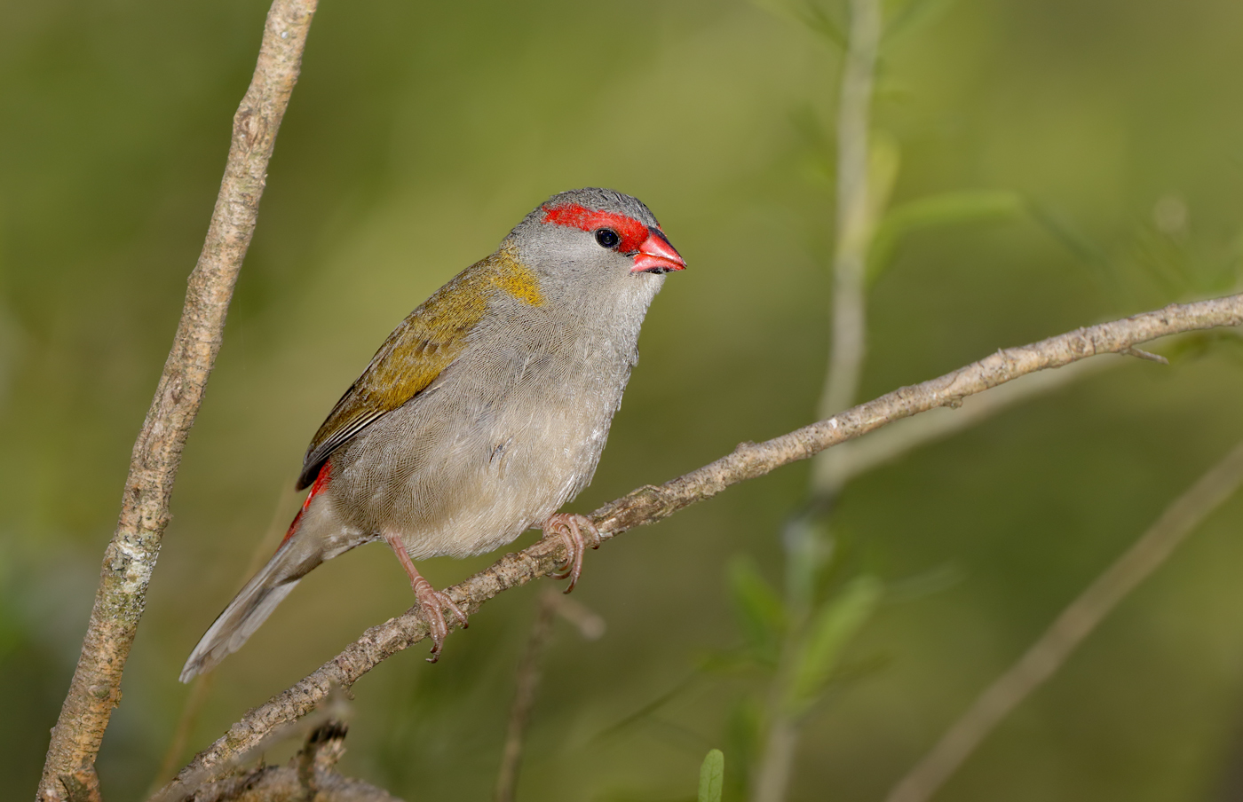 Red-browed Finch (Image ID 29999)