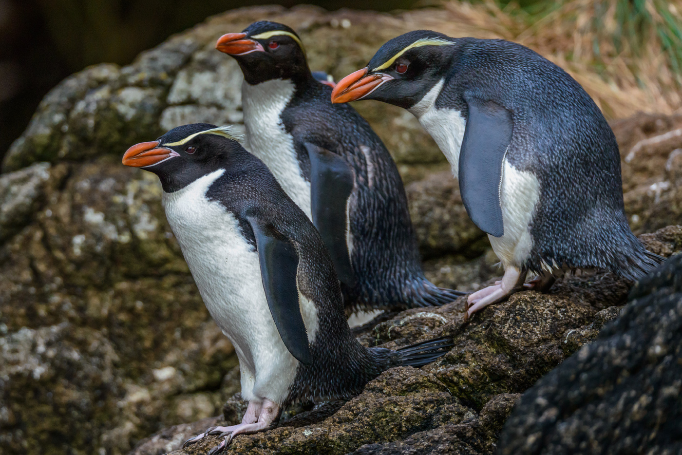 Snares Penguin (Image ID 30292)