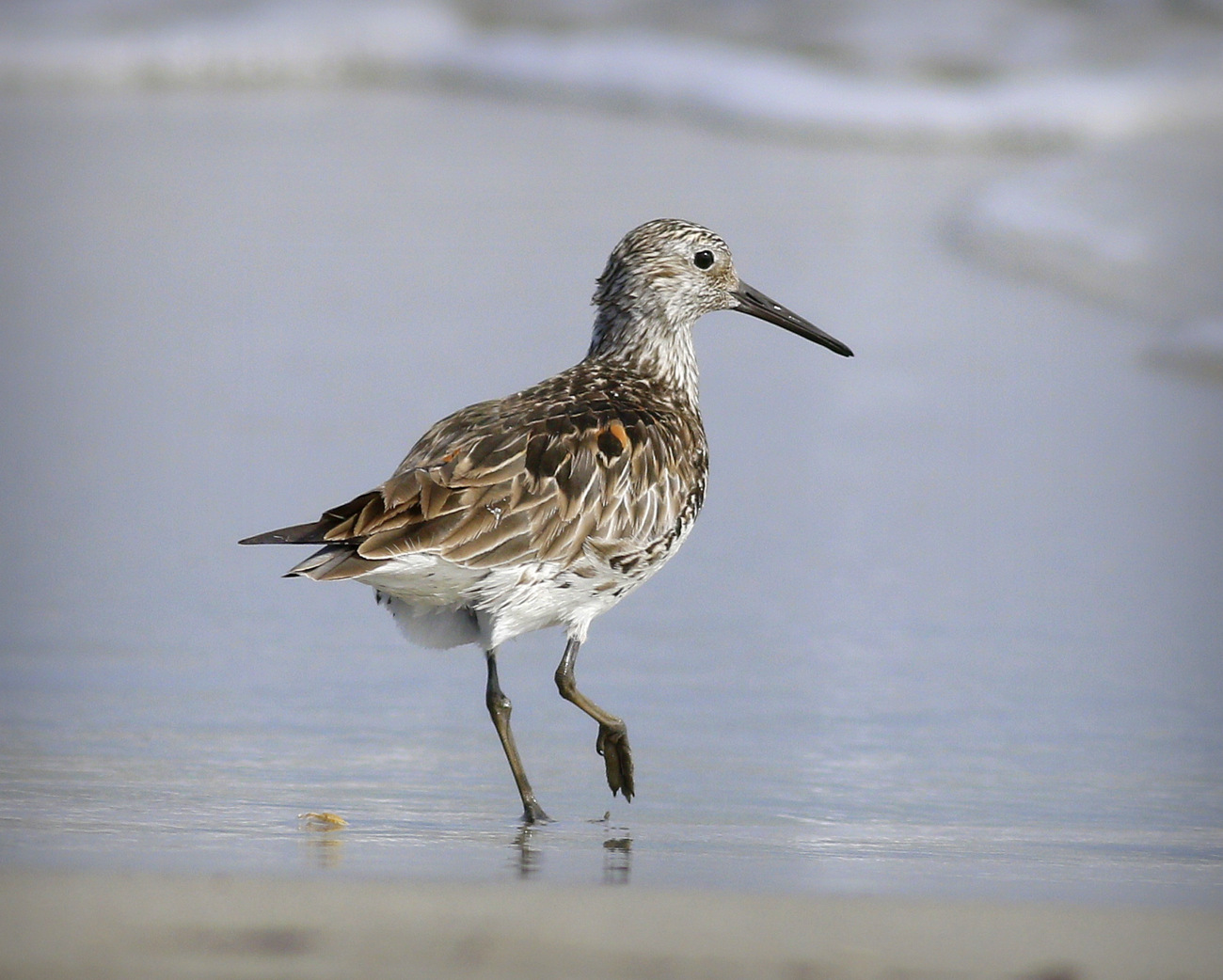 Great Knot (Image ID 30204)