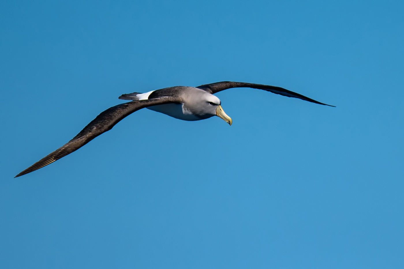 Salvin's Albatross (Image ID 30296)