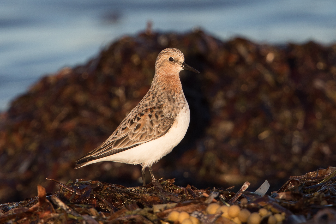 Red-necked Stint (Image ID 30444)