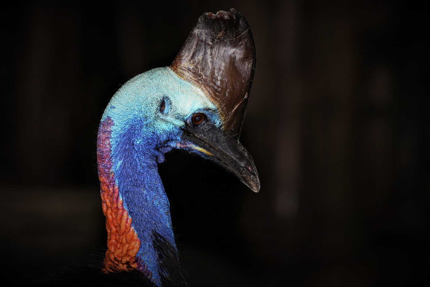 Southern Cassowary (Image ID 30360)