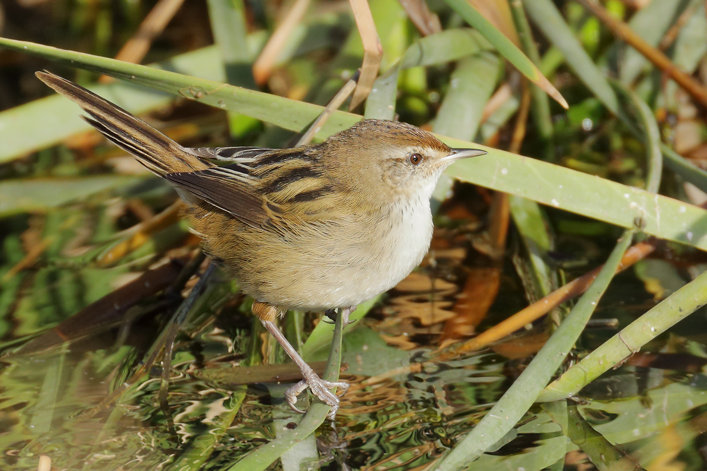 Little Grassbird (Image ID 30389)