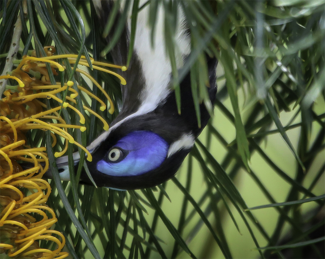 Blue-faced Honeyeater complex (Image ID 30422)