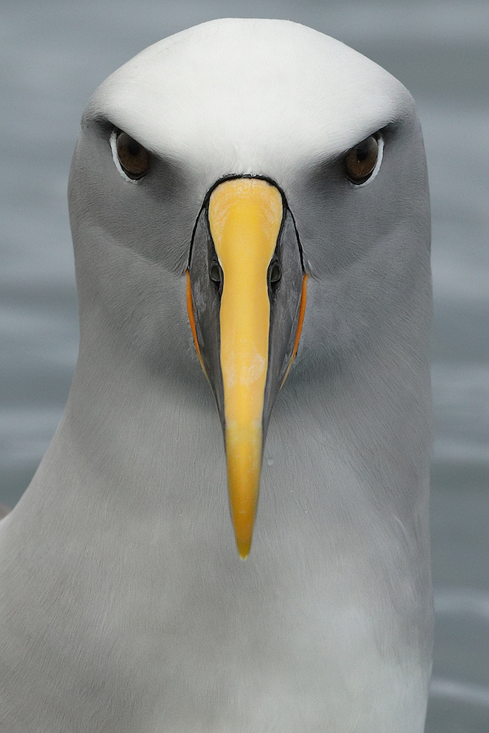 Buller's Albatross (Image ID 30202)