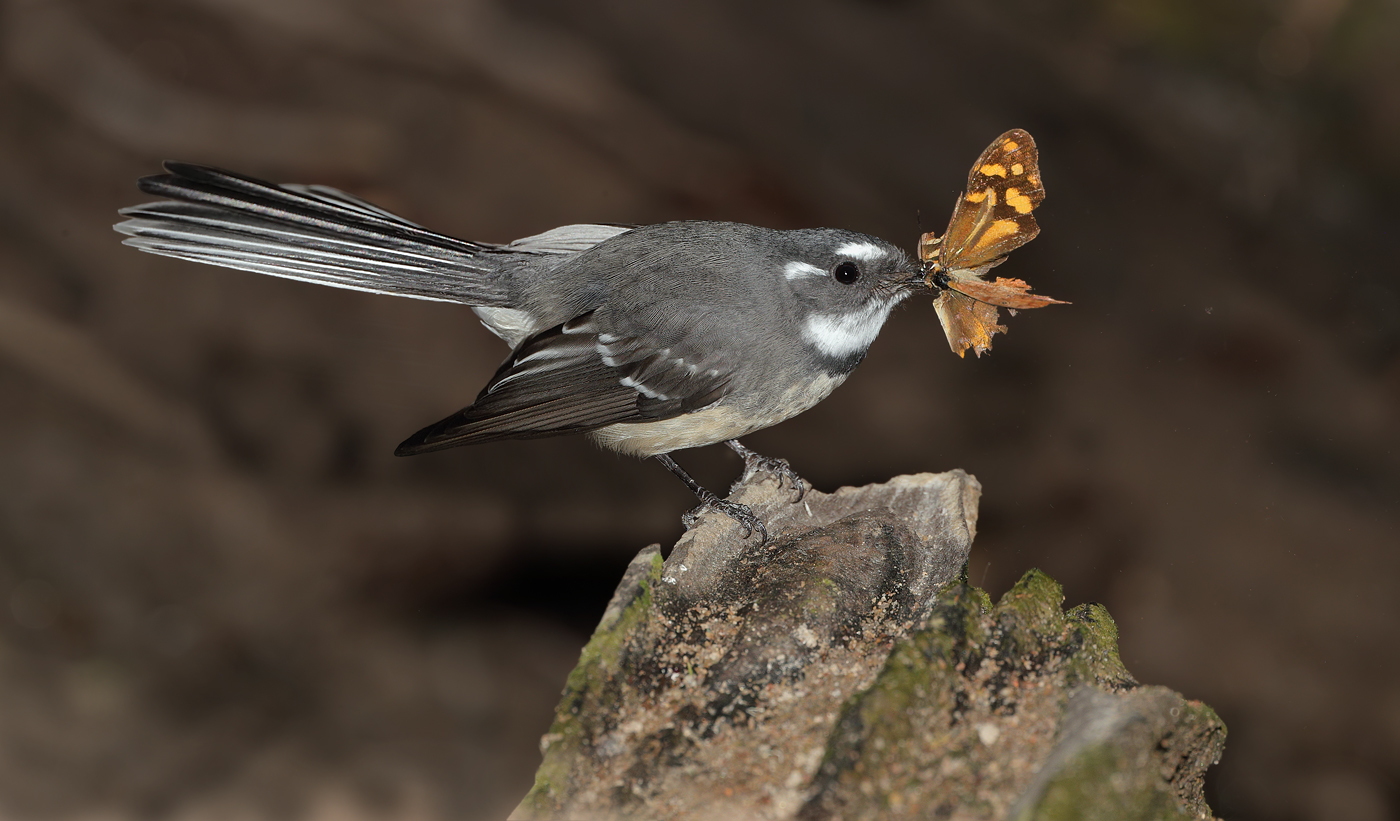 Grey Fantail (Image ID 30169)