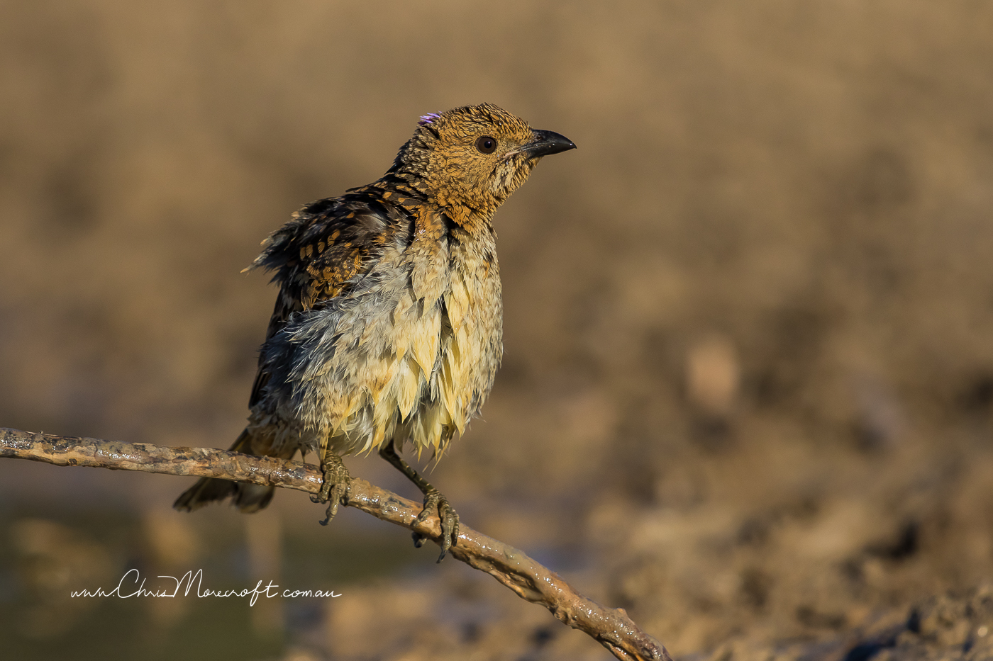 Spotted Bowerbird (Image ID 30072)