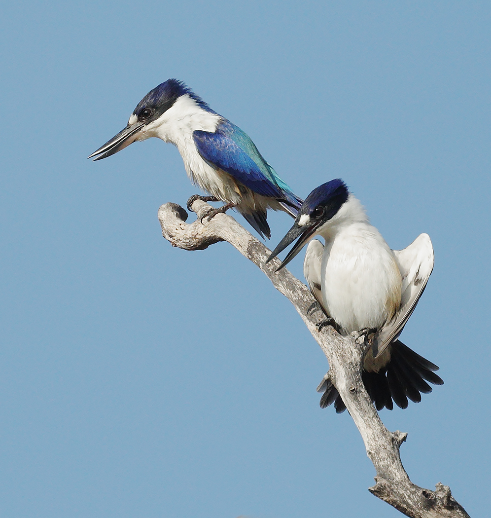 Forest Kingfisher (Image ID 30113)