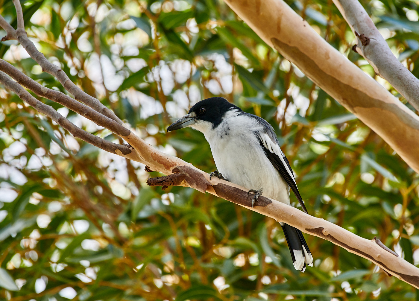 Grey Butcherbird (Image ID 30159)