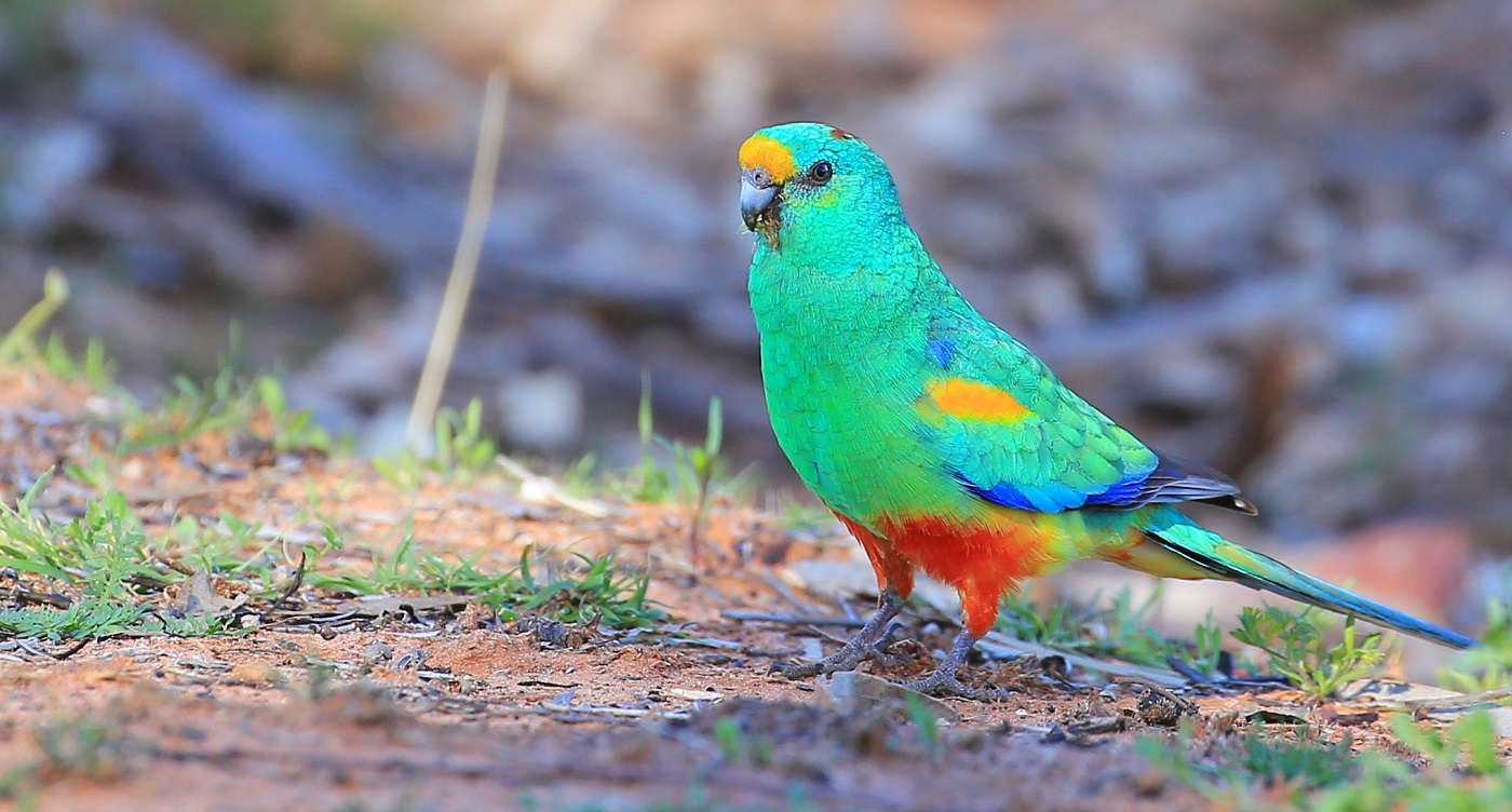 Mulga Parrot (Image ID 30361)