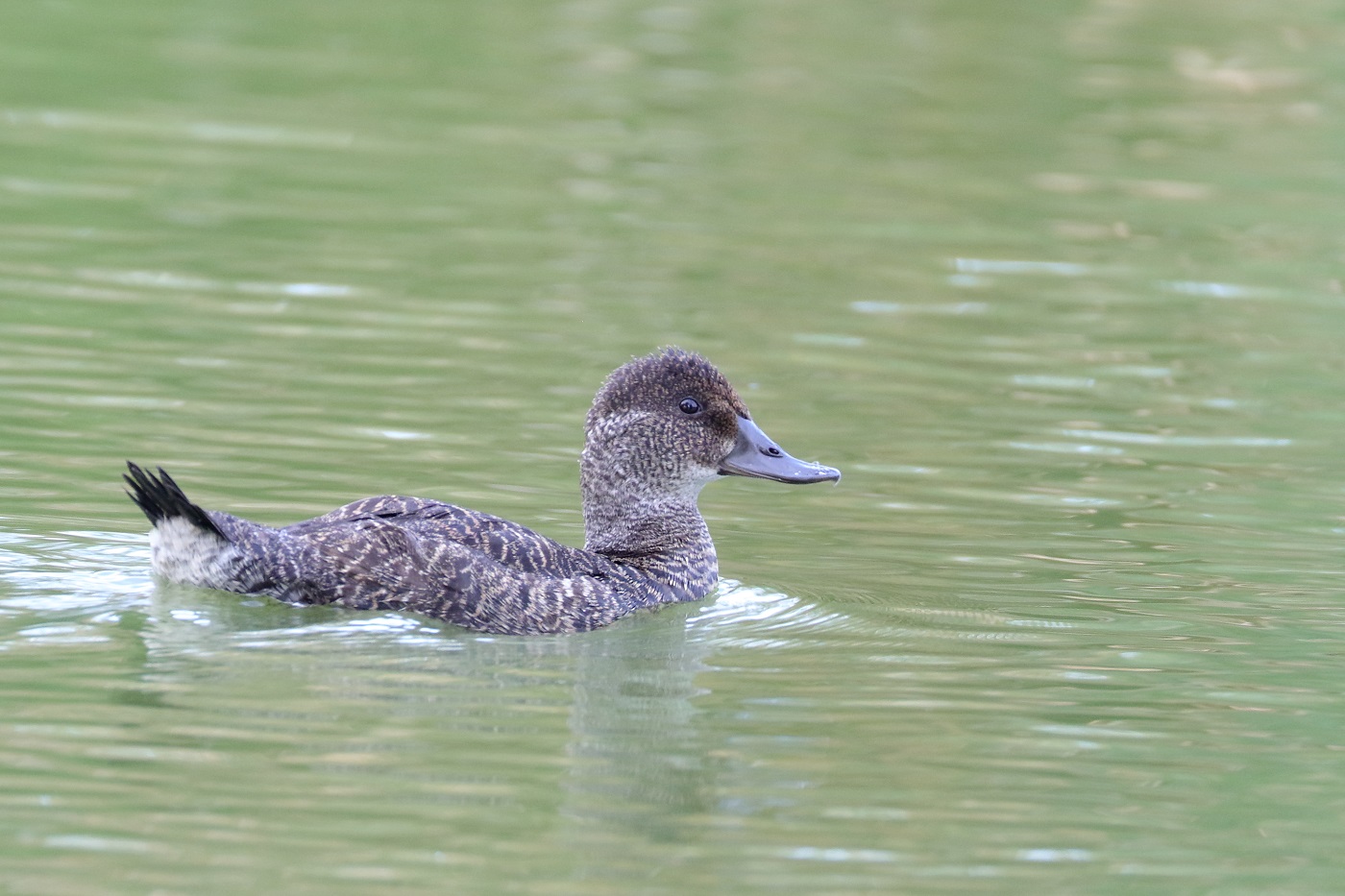 Blue-billed Duck (Image ID 30166)