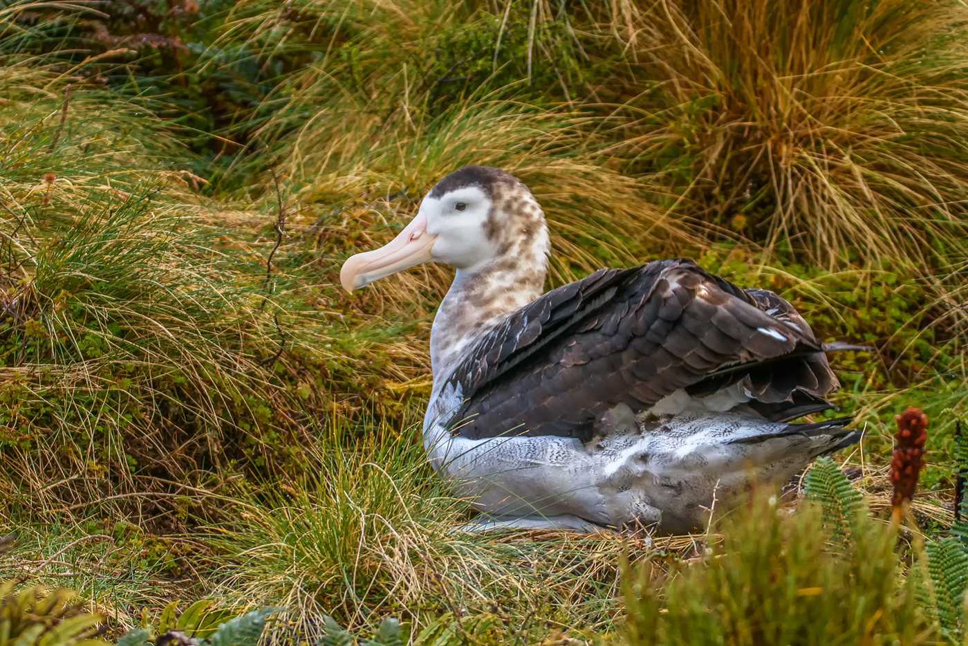 Antipodean Albatross (Image ID 30428)
