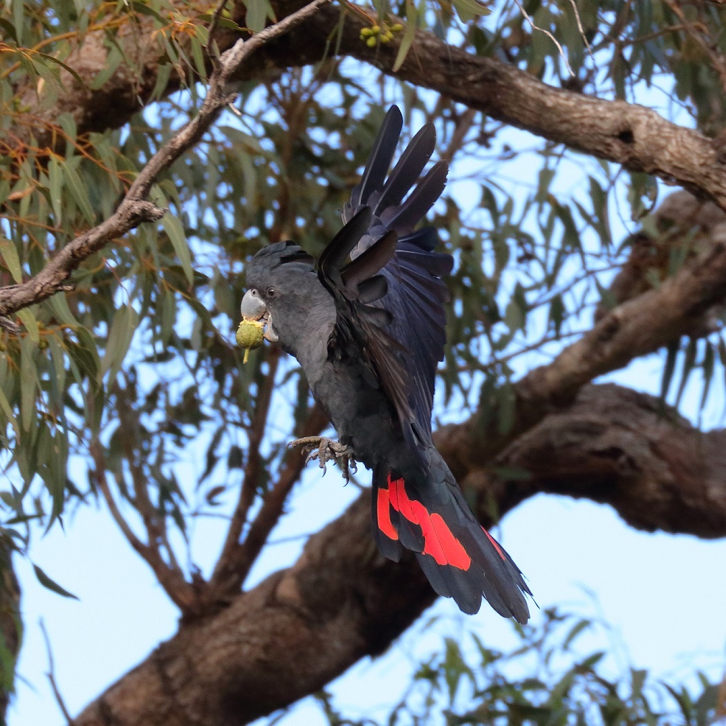 Red-tailed Black-Cockatoo (Image ID 30255)