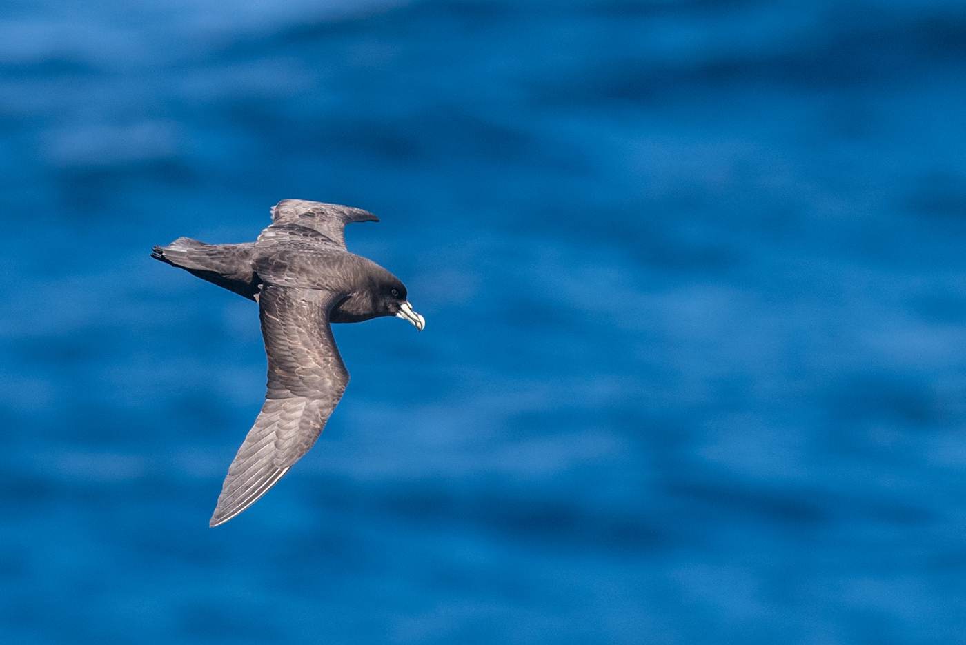 White-chinned Petrel (Image ID 30184)