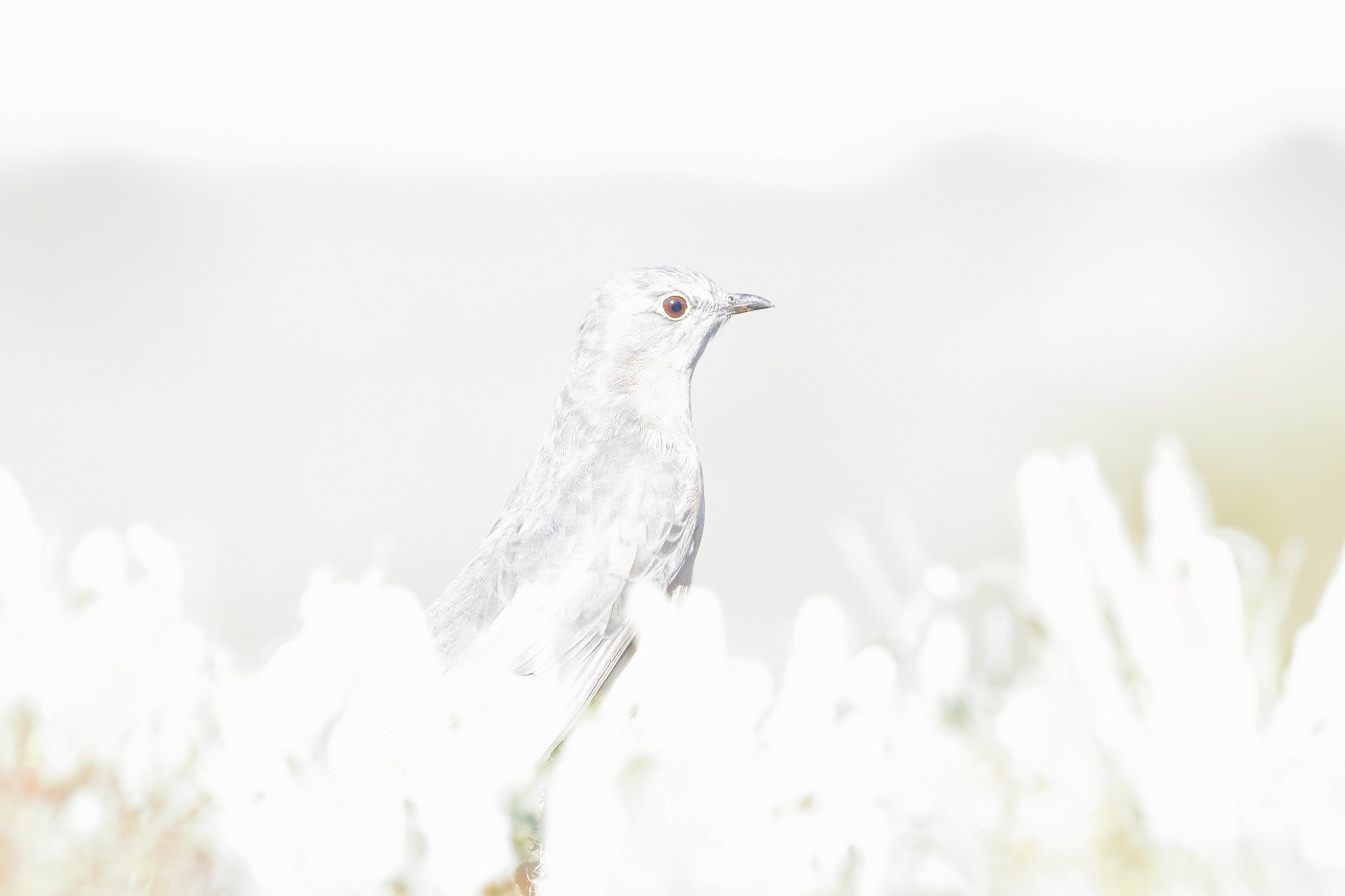 Fan-tailed Cuckoo (Image ID 30415)