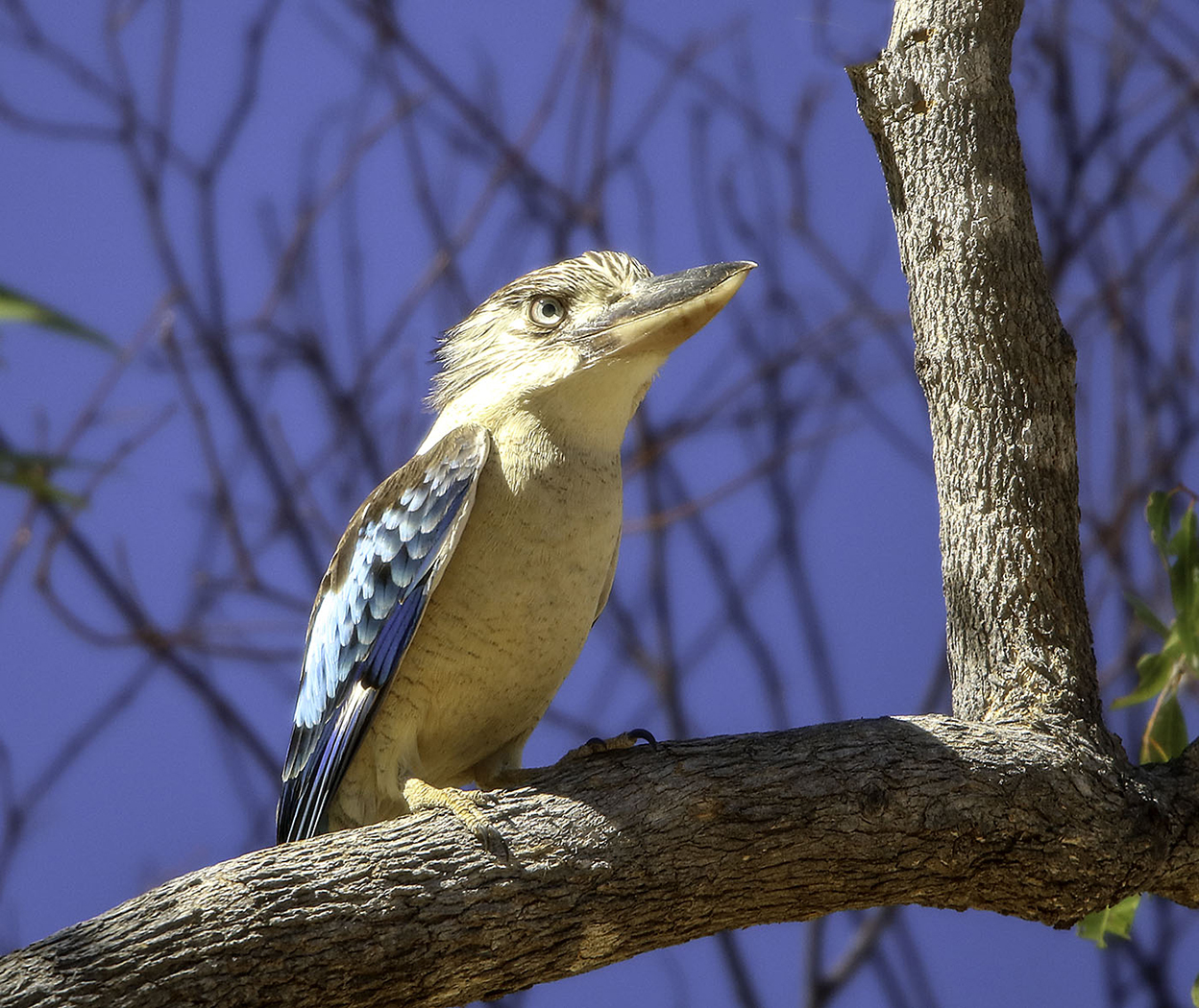Blue-winged Kookaburra (Image ID 30423)