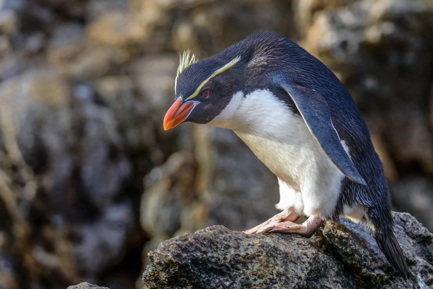 Snares Penguin (Image ID 30293)