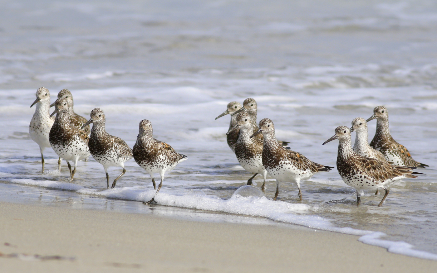Great Knot (Image ID 30216)