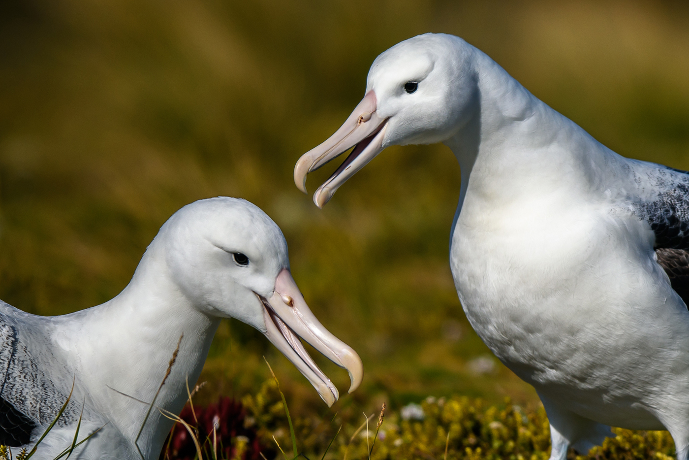 Southern Royal Albatross (Image ID 30430)