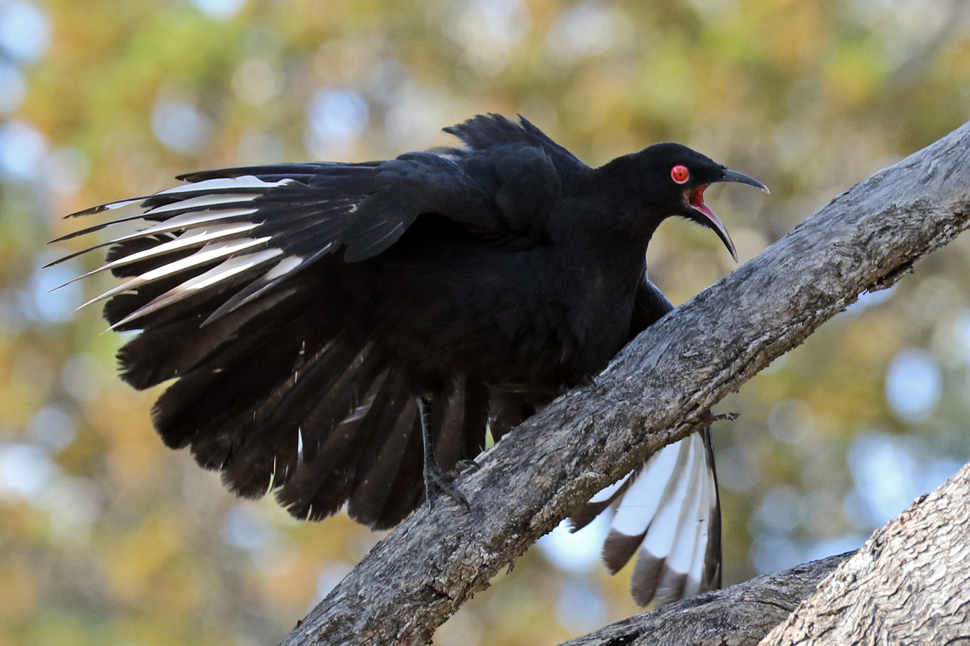 White-winged Chough (Image ID 30080)