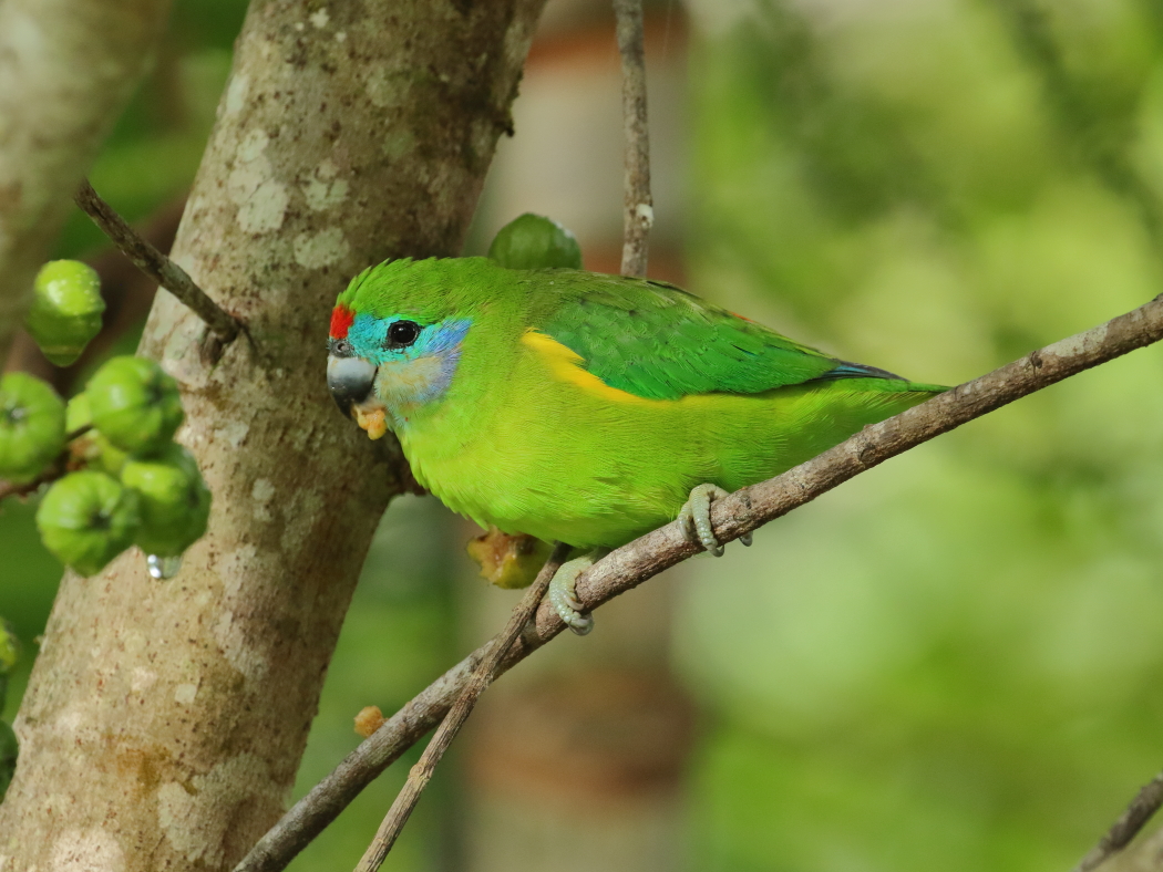 Double-eyed Fig-Parrot (Image ID 30179)