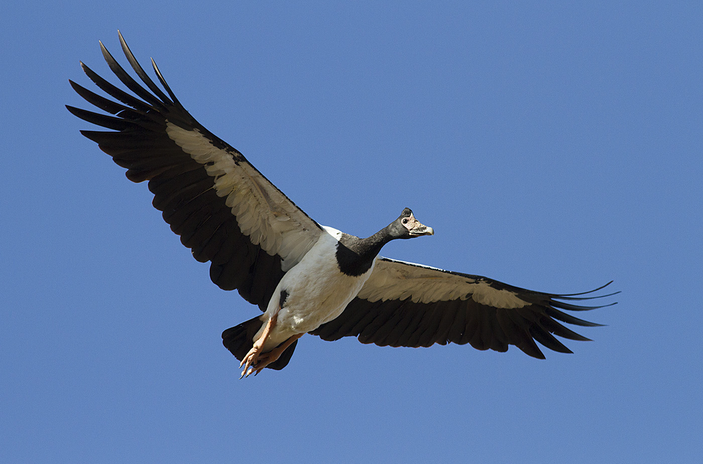Magpie Goose (Image ID 30437)