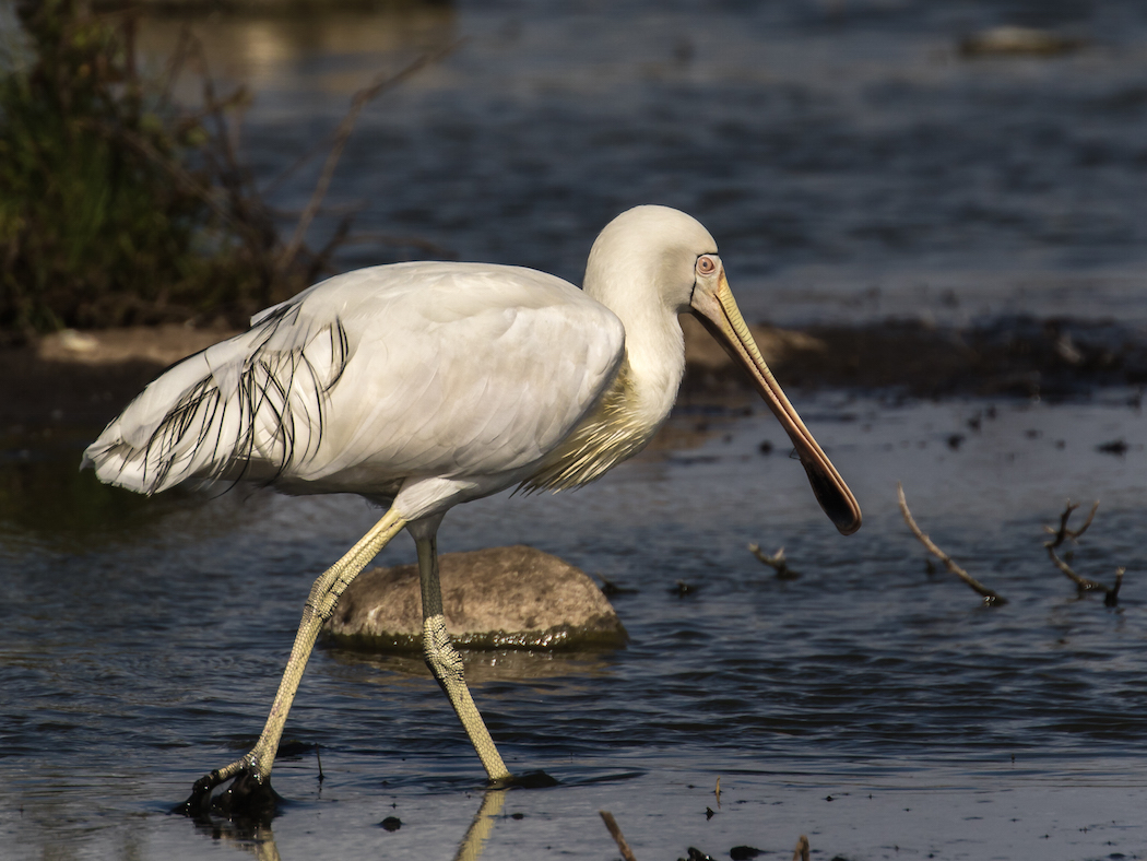 Yellow-billed Spoonbill (Image ID 30055)