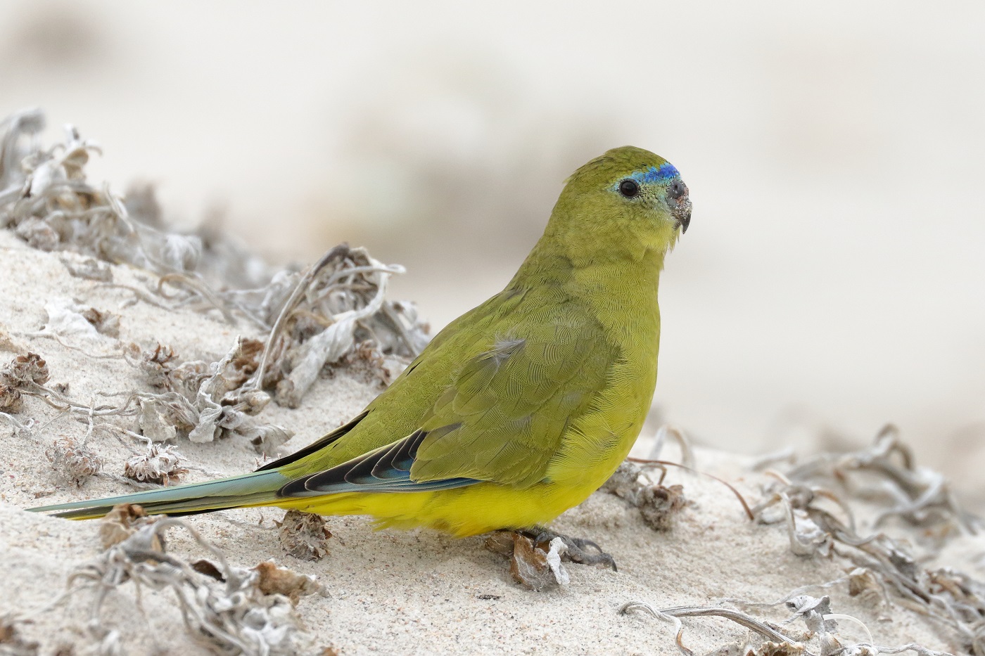 Rock Parrot (Image ID 30321)