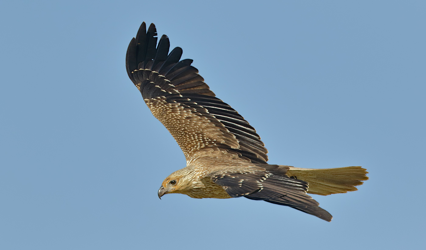 Whistling Kite (Image ID 30145)