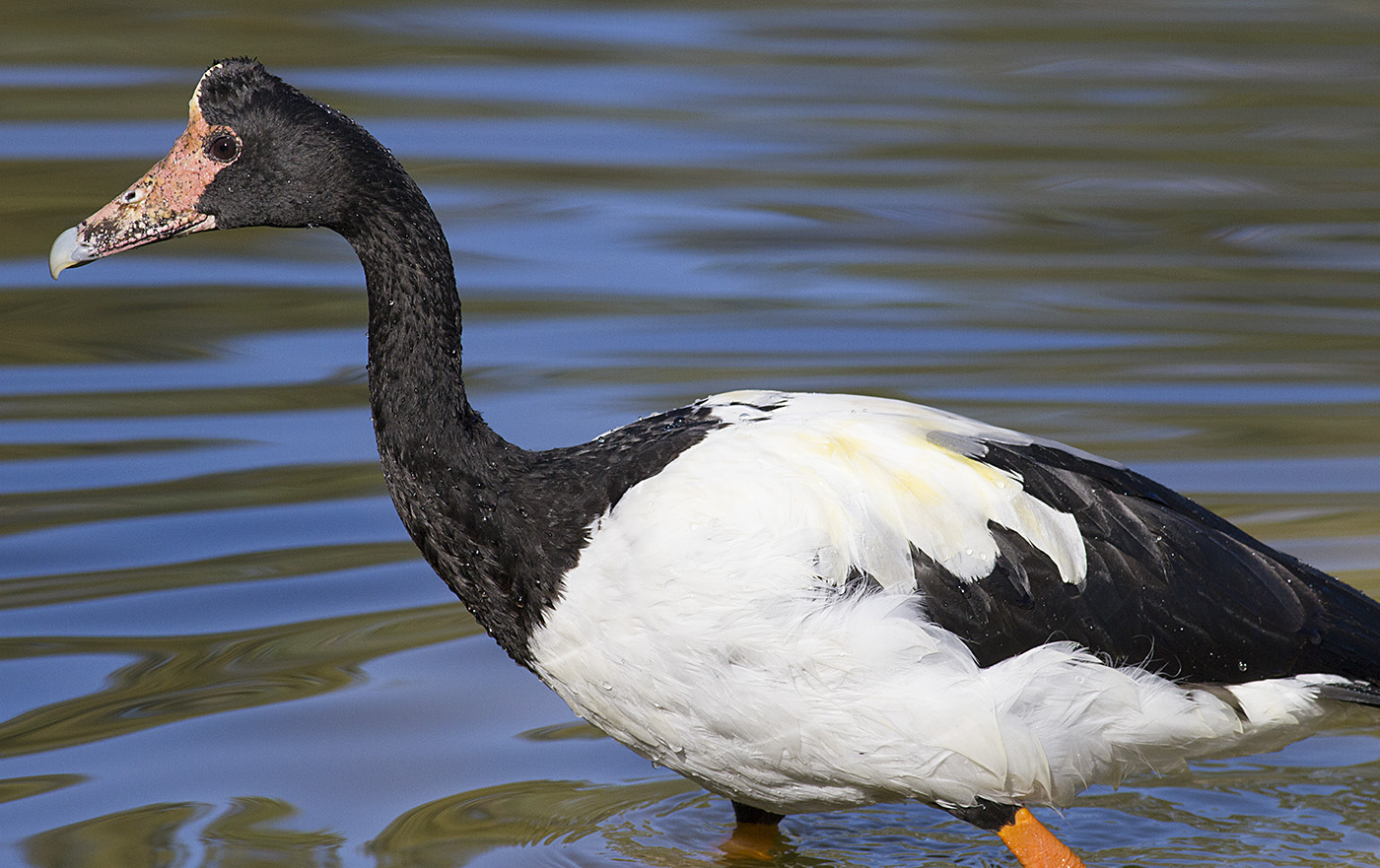 Magpie Goose (Image ID 30438)