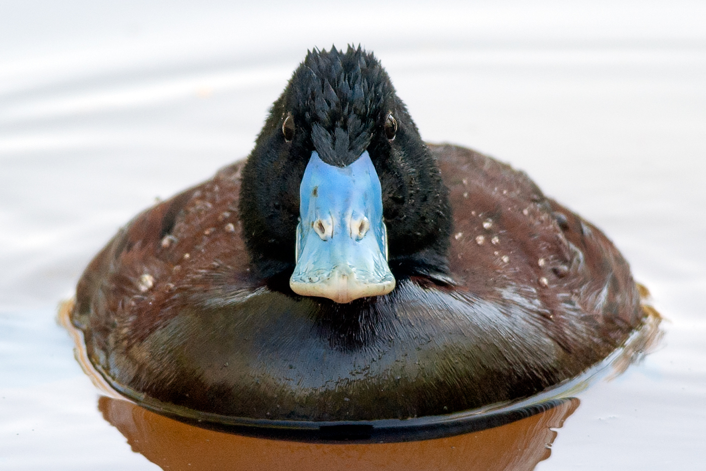 Blue-billed Duck (Image ID 30337)