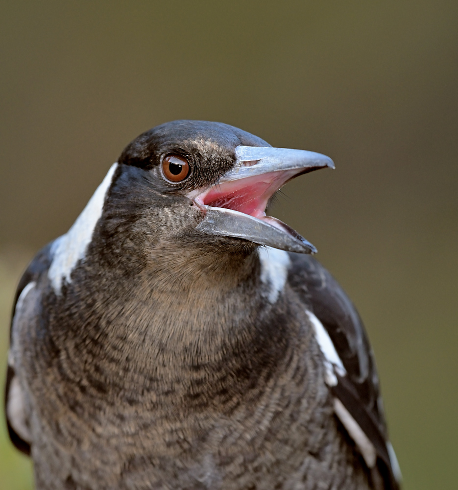 Australian Magpie (Image ID 30345)
