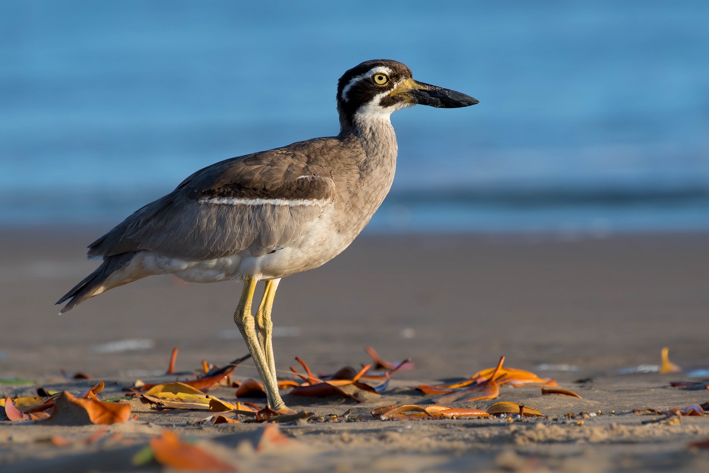 Beach Stone-curlew (Image ID 30107)
