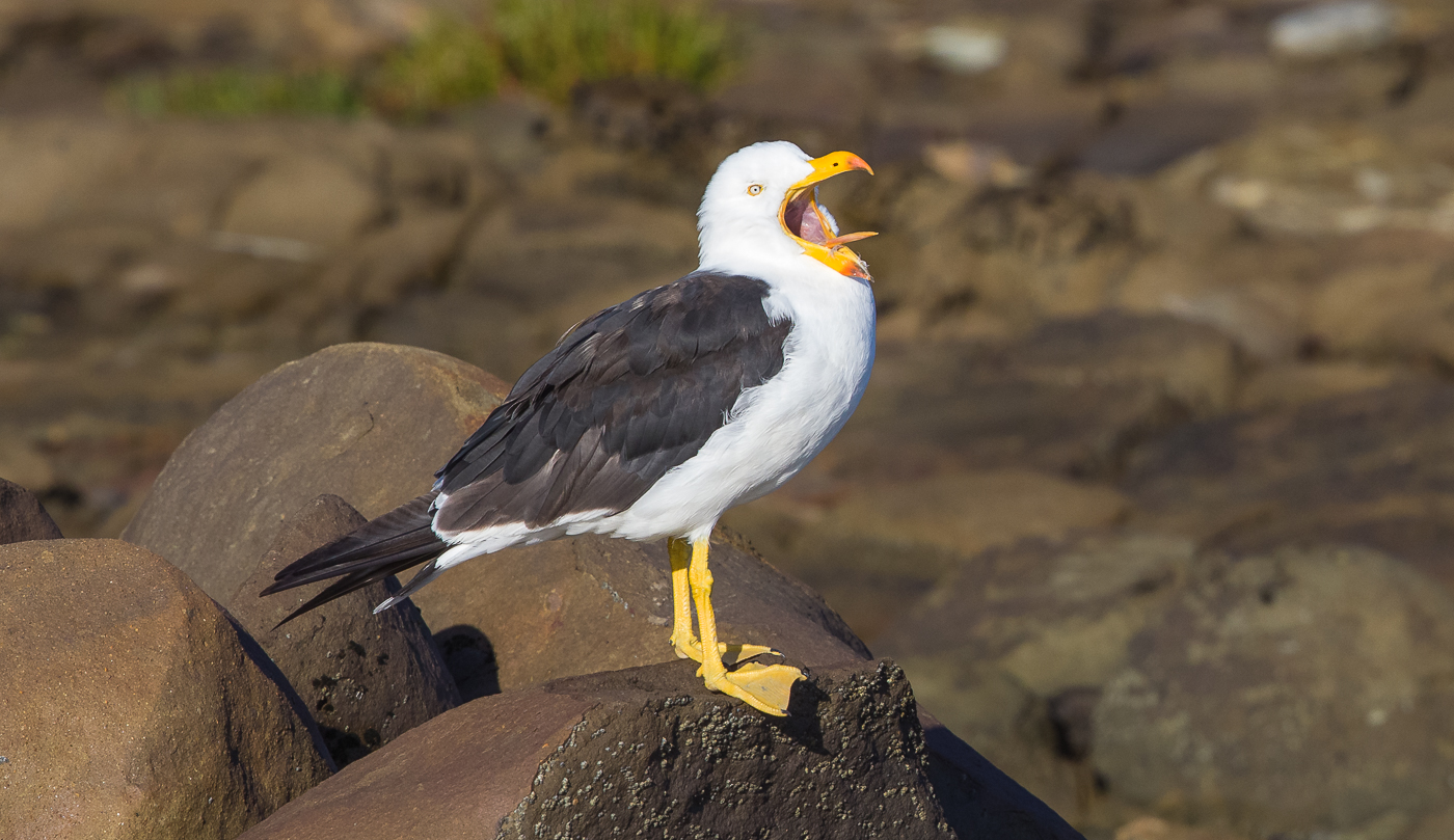 Pacific Gull (Image ID 30563)