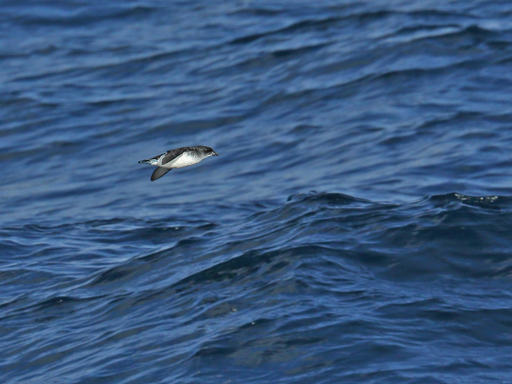 Common Diving-Petrel (Image ID 30722)