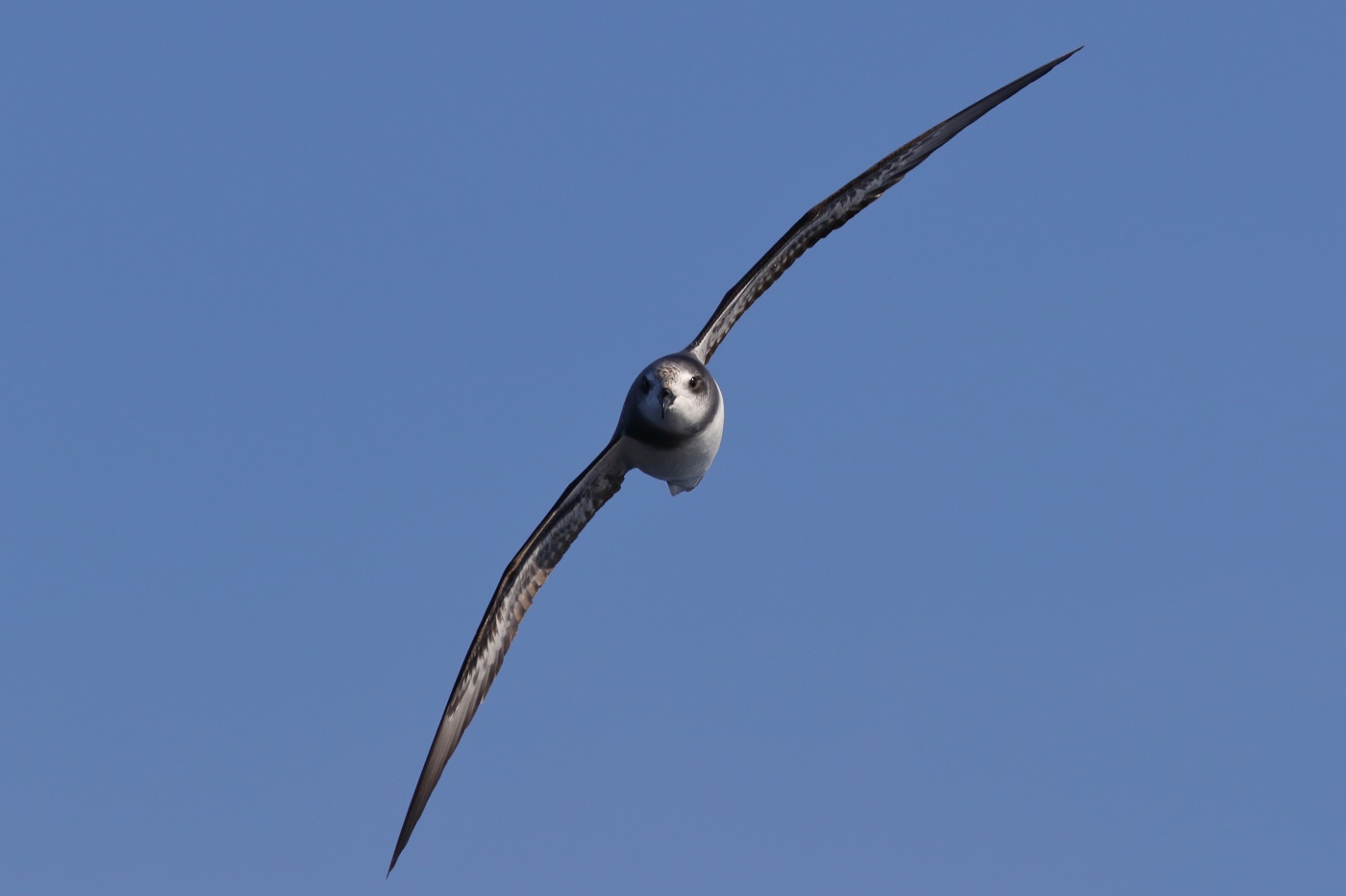 Soft-plumaged Petrel (Image ID 30551)