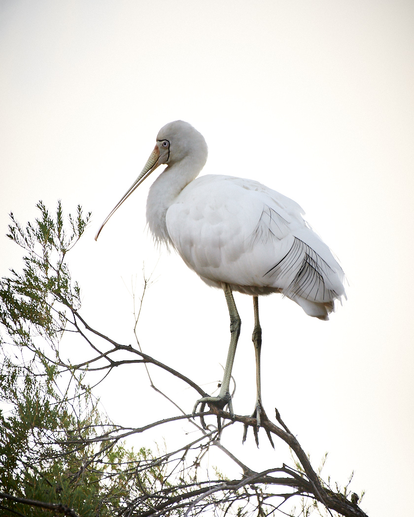 Yellow-billed Spoonbill (Image ID 30656)