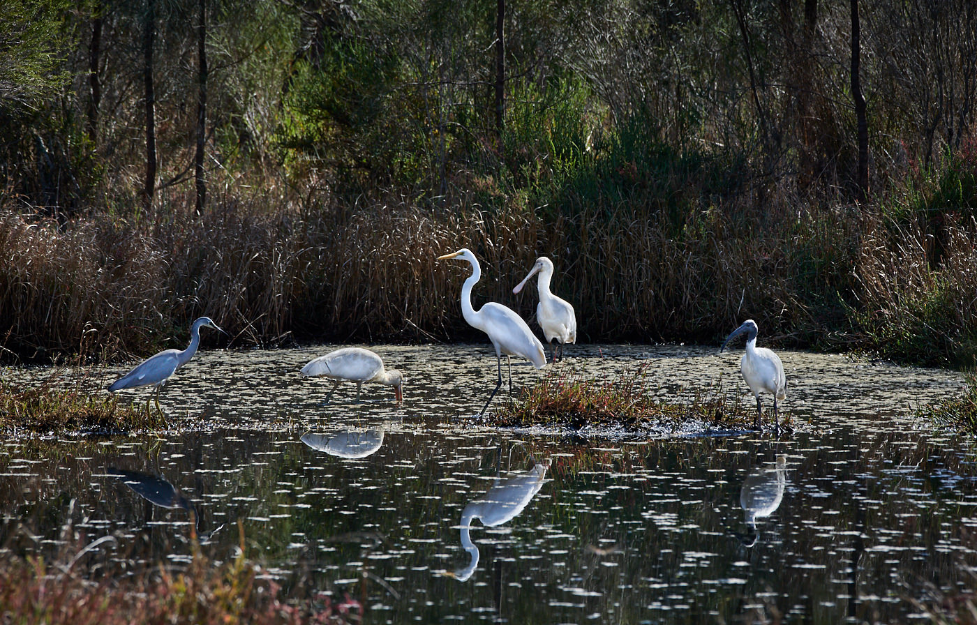 Great Egret,White-faced Heron,Australian White Ibis,Yellow-billed Spoonbill (Image ID 30617)