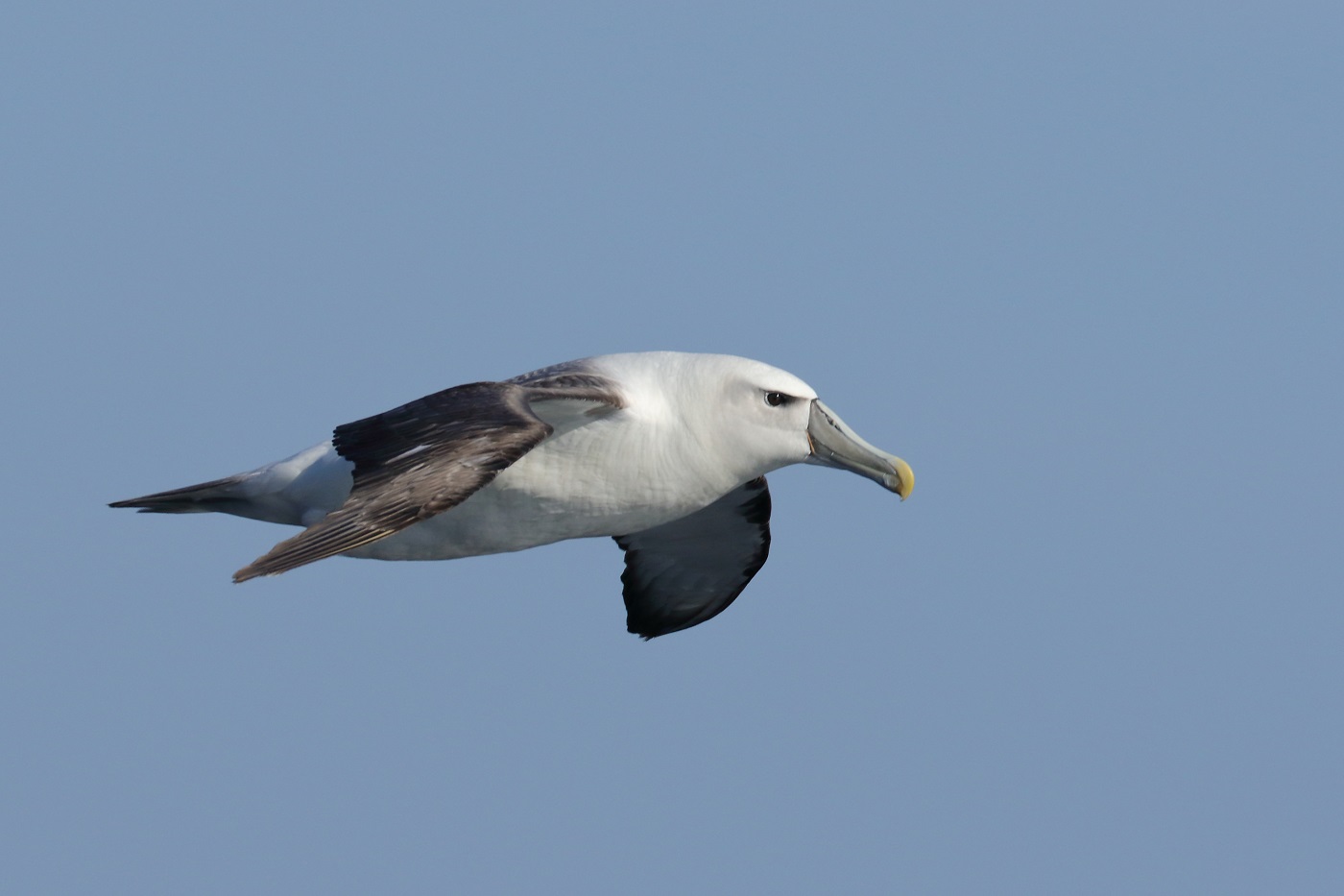 Shy Albatross (Image ID 30567)