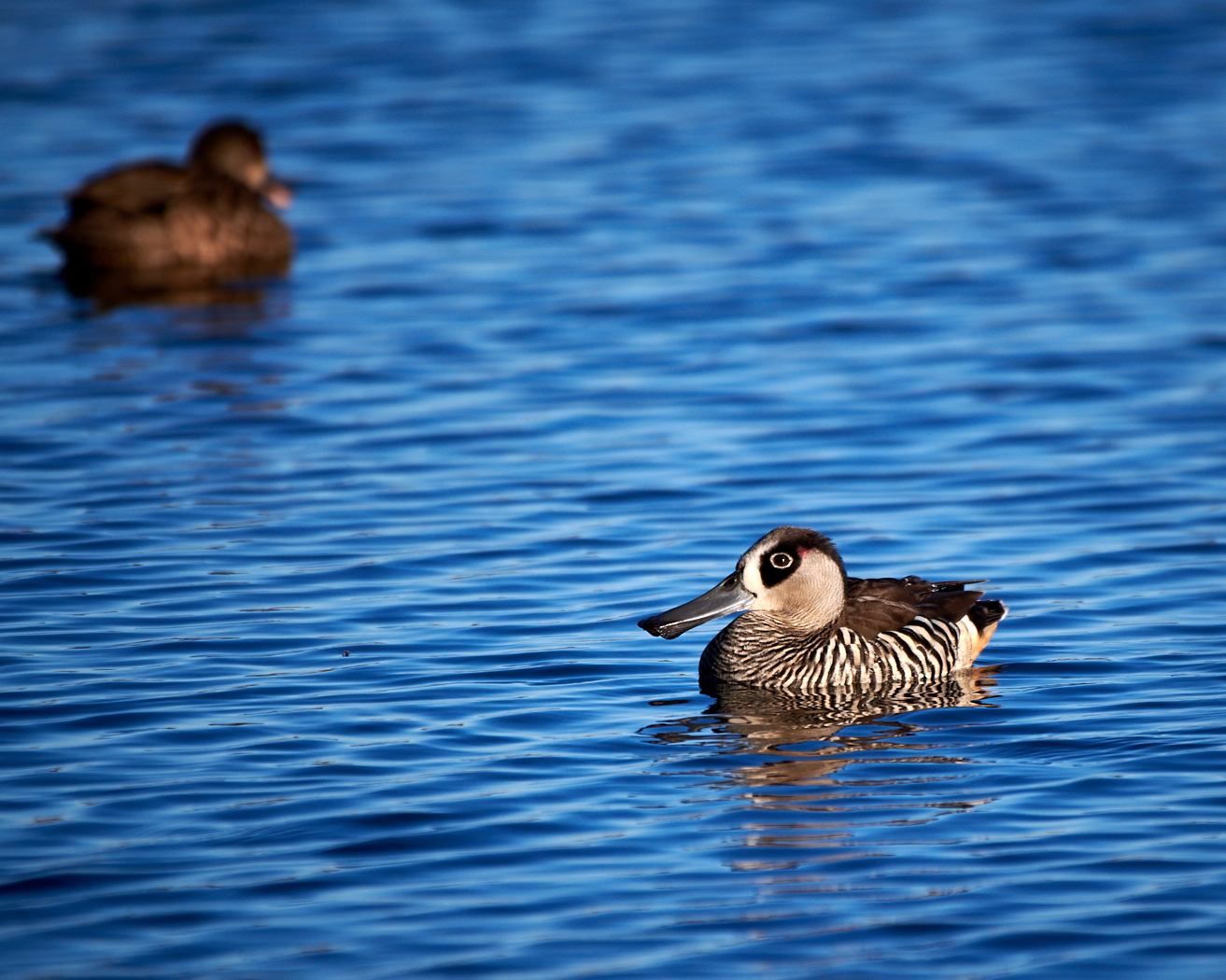 Pink-eared Duck (Image ID 30639)