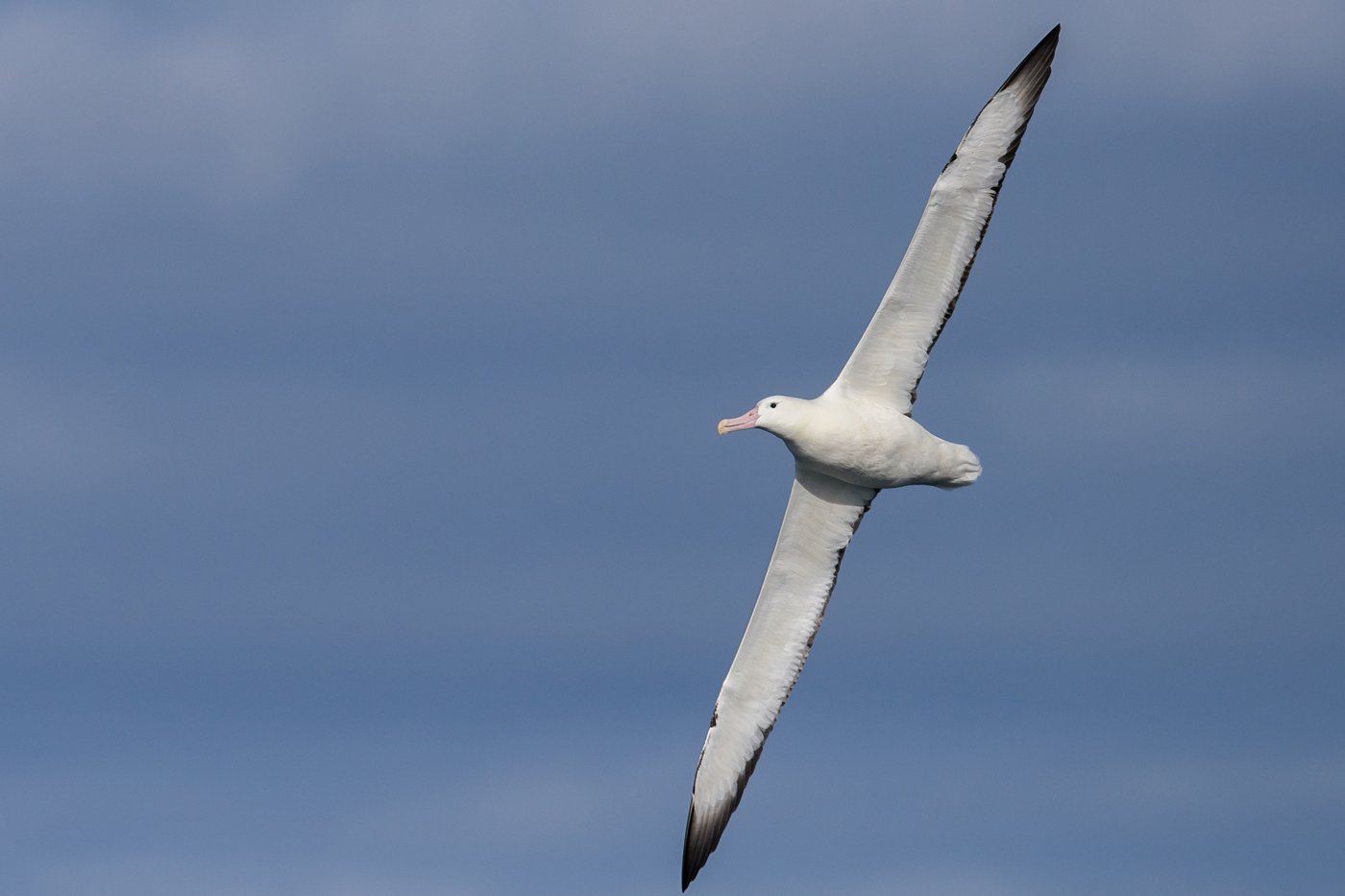 Southern Royal Albatross (Image ID 30454)