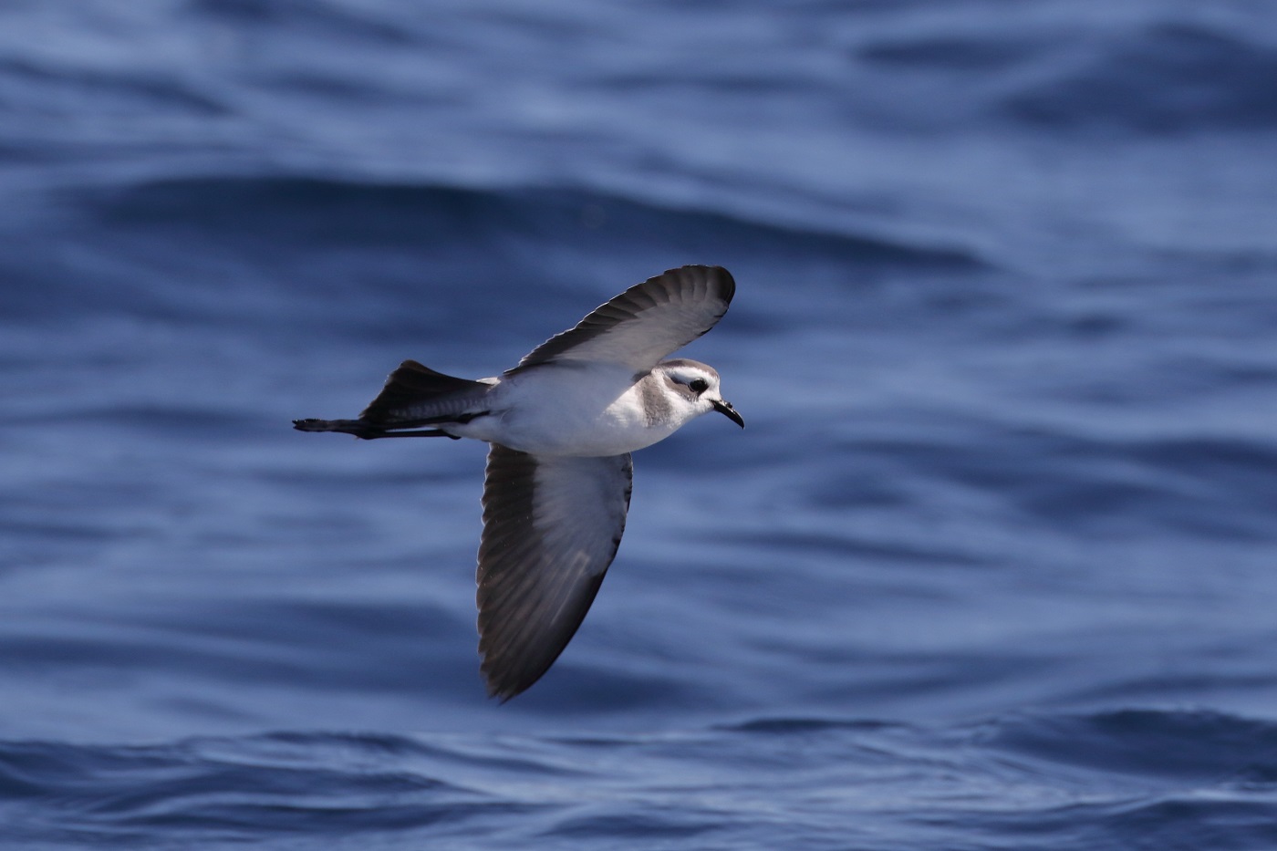 White-faced Storm-Petrel (Image ID 30570)