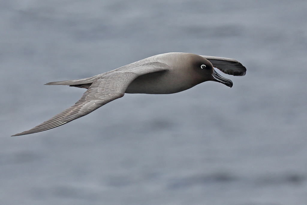 Light-mantled Sooty Albatross (Image ID 30528)