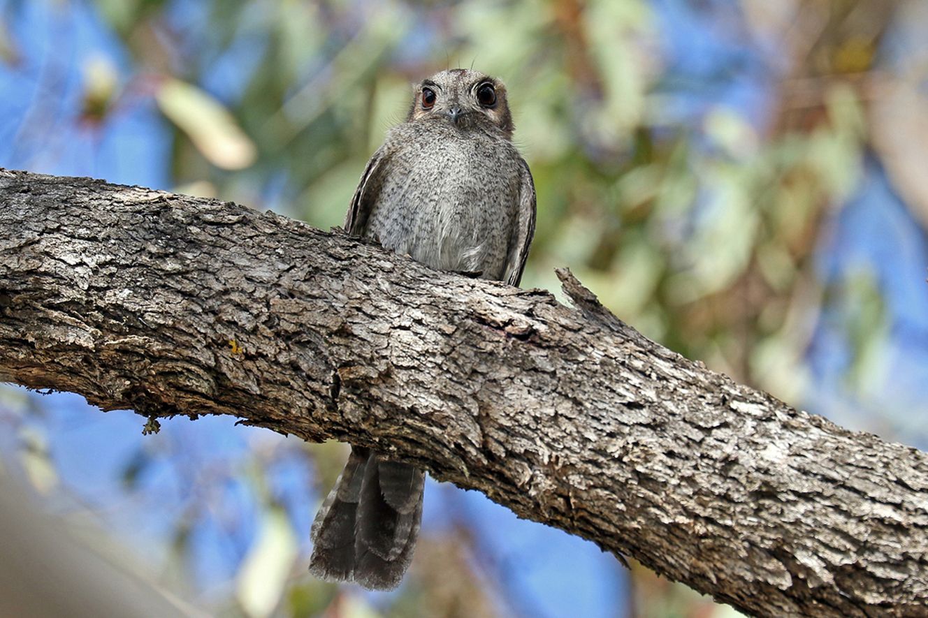 Australian Owlet-nightjar (Image ID 30451)