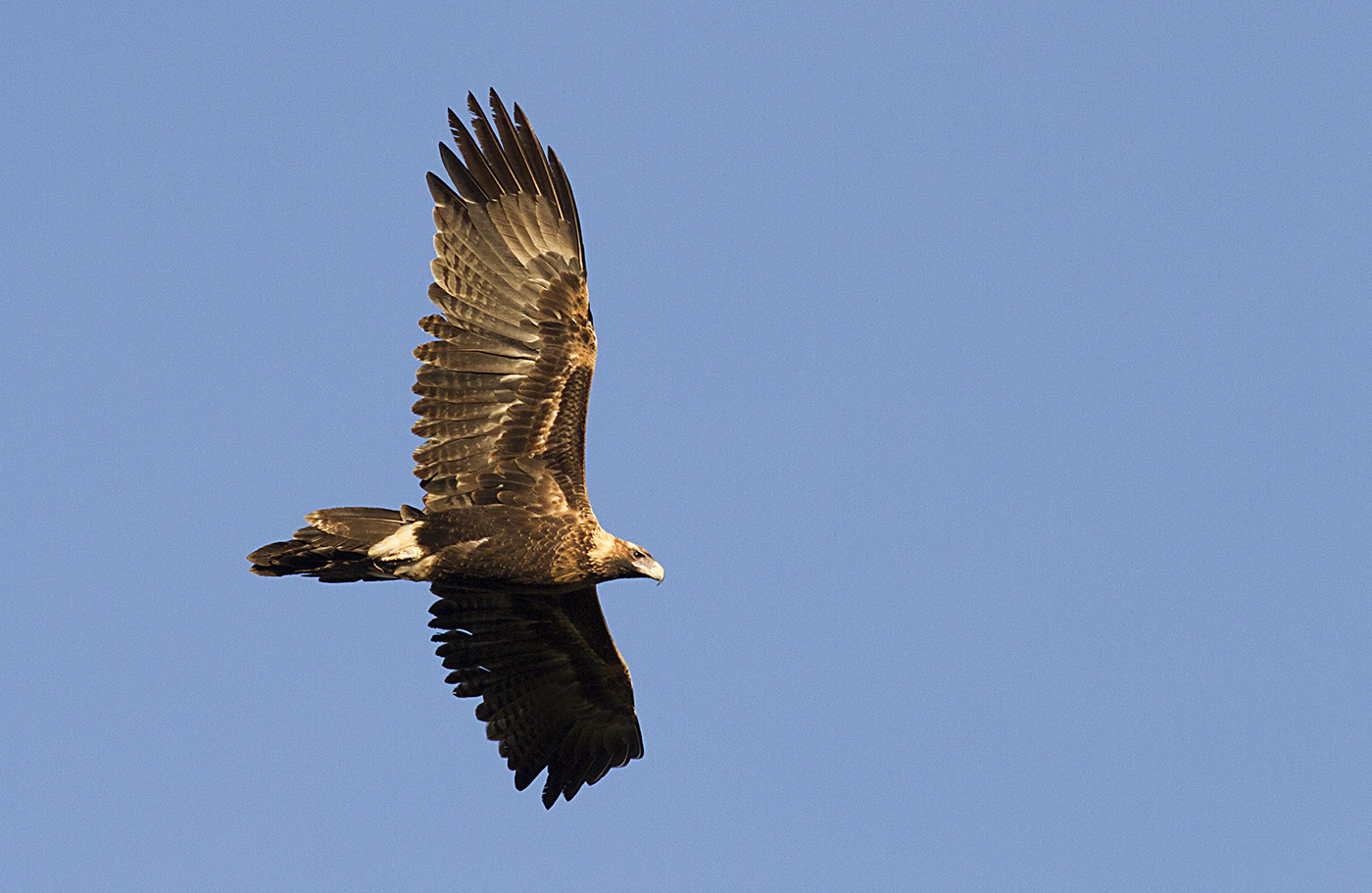 Wedge-tailed Eagle (Image ID 30649)