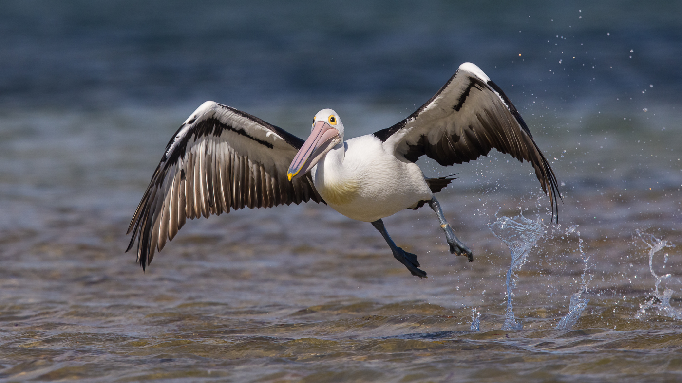 Australian Pelican (Image ID 30736)