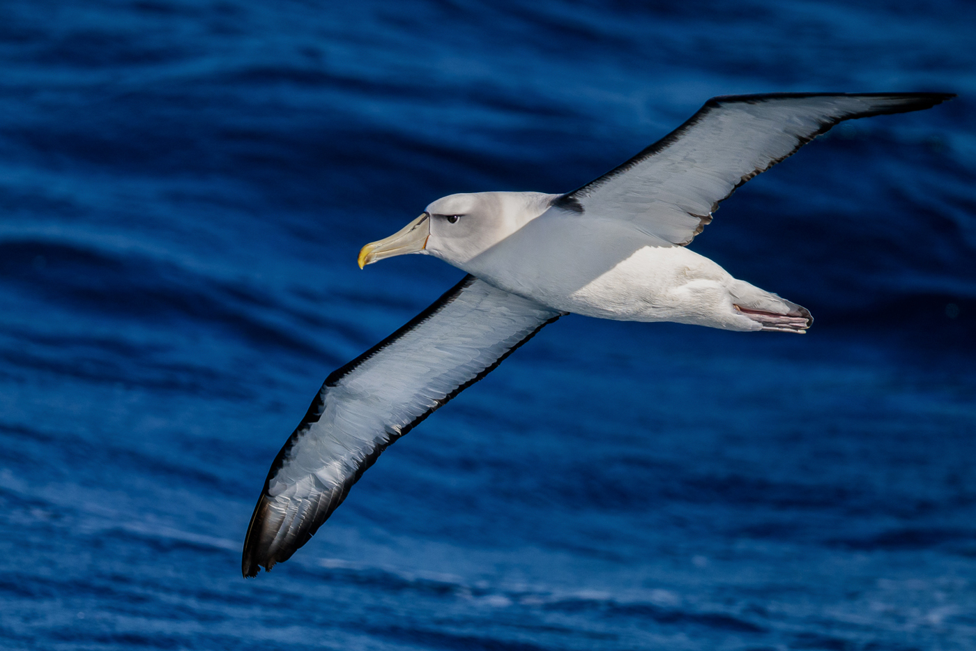 White-capped Albatross (Image ID 30453)